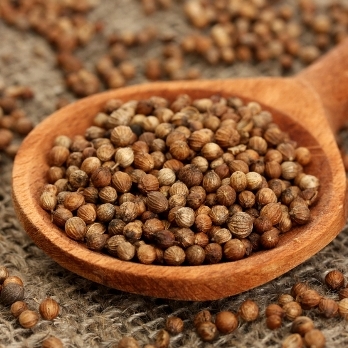 Coriander Essential Oil India 4